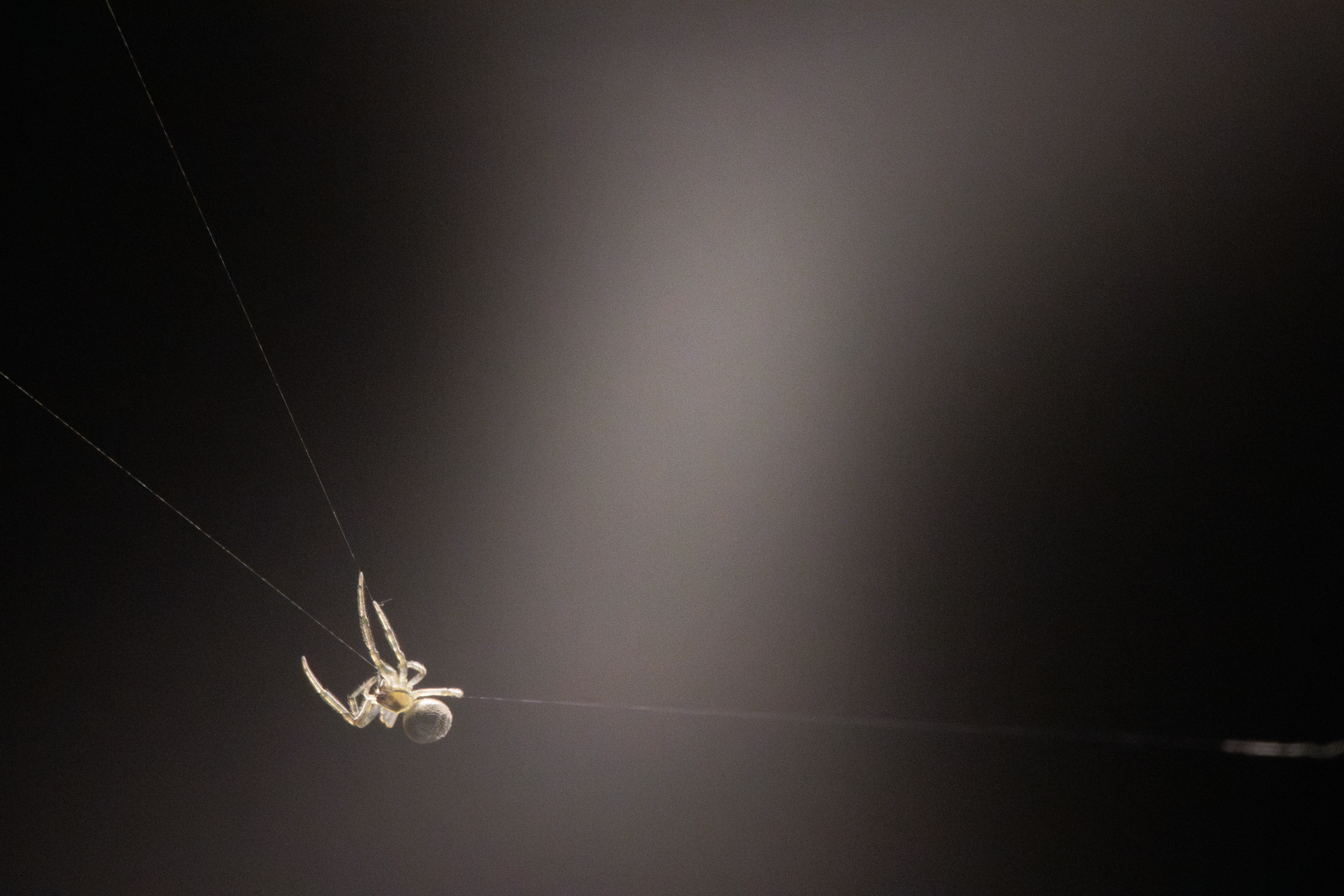 A macro shot of a spider suspended on 3 strings of its own making.